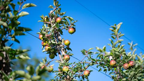 Zahlreiche Ãpfel hängen an Bäumen auf einer Plantage im Alten Land.