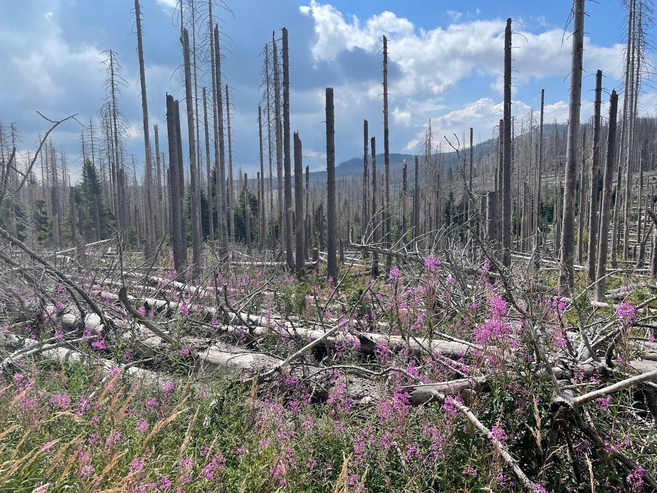 Zahlreiche abgestorbene Baumstämme ragen vor dem Betrachter in den blauen Himmel. Am Boden liegt totes Holz und es wächst eine Pflanze mit rosa Blüten.