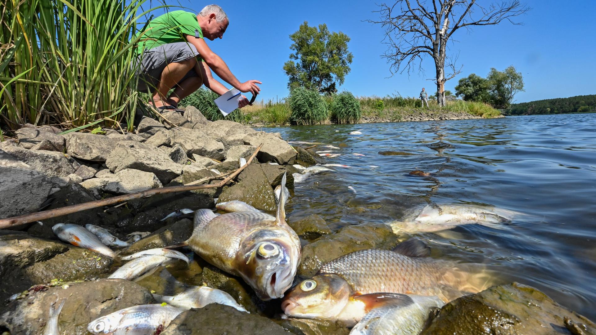 Viele tote Fische treiben im Wasser des deutsch-polnischen Grenzflusses Oder im Nationalpark Unteres Odertal nördlich der Stadt Schwedt. Das Fischsterben in der Oder ist laut polnischer Umweltschutzbehörde wahrscheinlich von einer Wasserverschmutzung durch die Industrie ausgelöst worden.