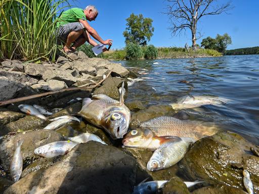 Viele tote Fische treiben im Wasser des deutsch-polnischen Grenzflusses Oder im Nationalpark Unteres Odertal nördlich der Stadt Schwedt. Das Fischsterben in der Oder ist laut polnischer Umweltschutzbehörde wahrscheinlich von einer Wasserverschmutzung durch die Industrie ausgelöst worden.
