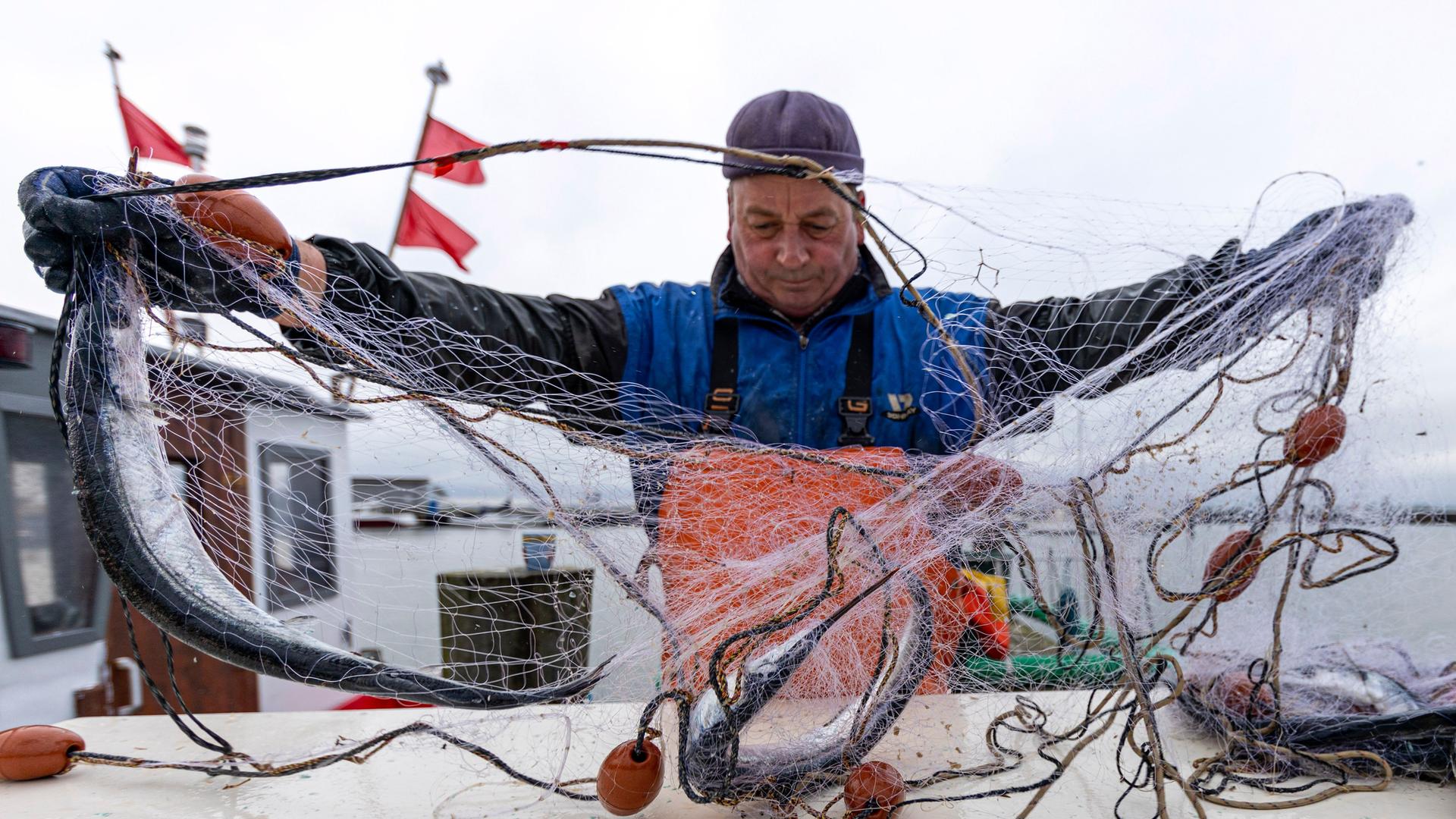 Ralph Krehl pukt die gefangenen Hornfisch aus dem Netz im Hafen Stahlbrode (Landkreis Vorpommern-Ruegen). 