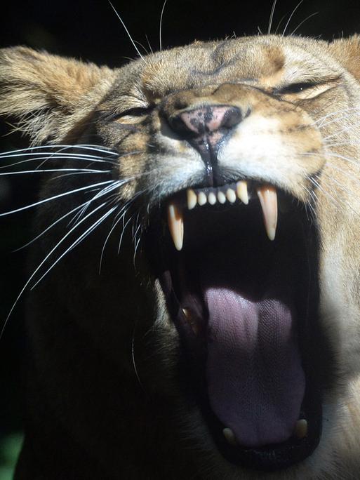 Ein Löwe zeigt seine Zähne.