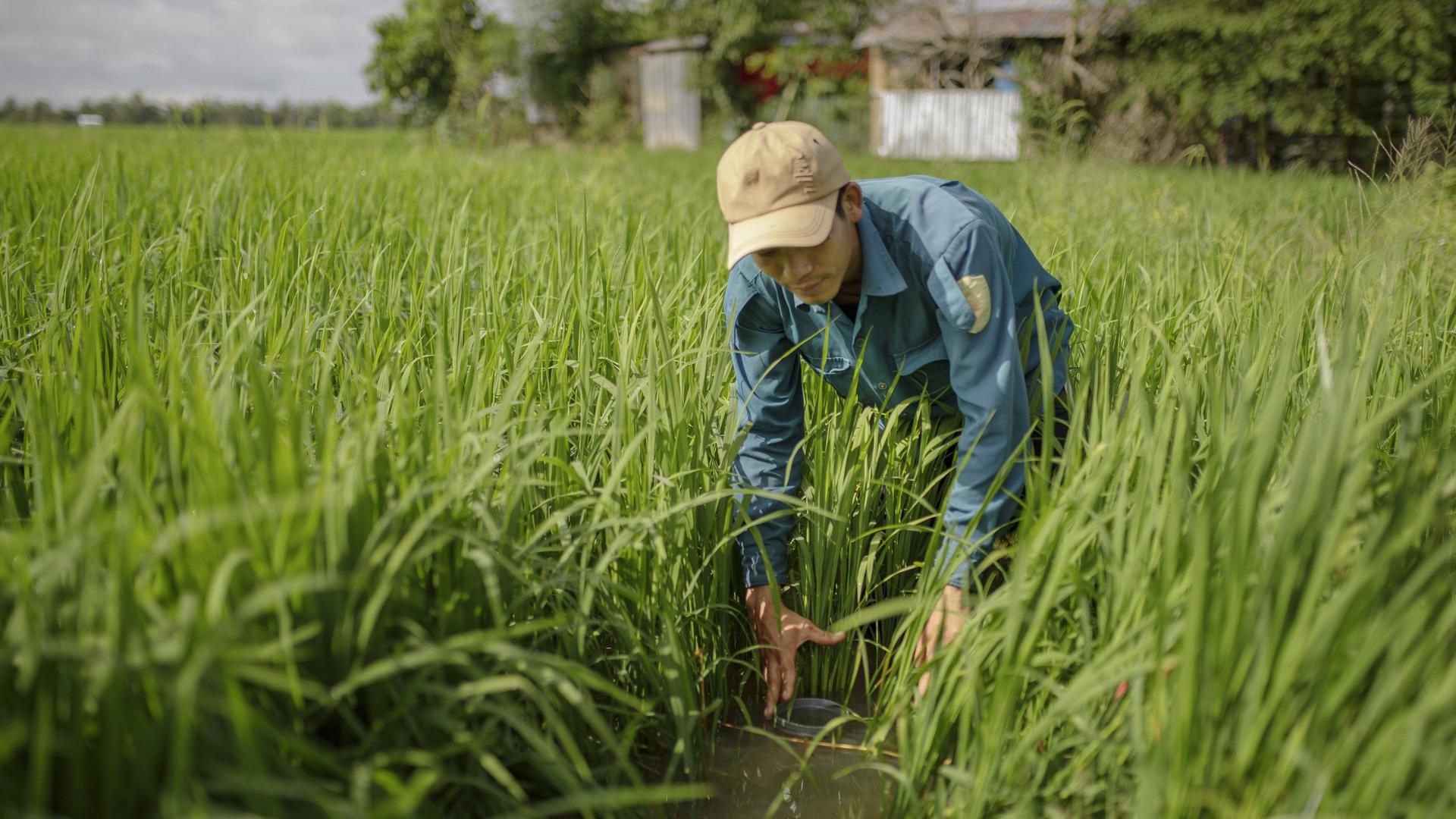 Ein Bauer in Vietnam auf einem Reisfeld.
