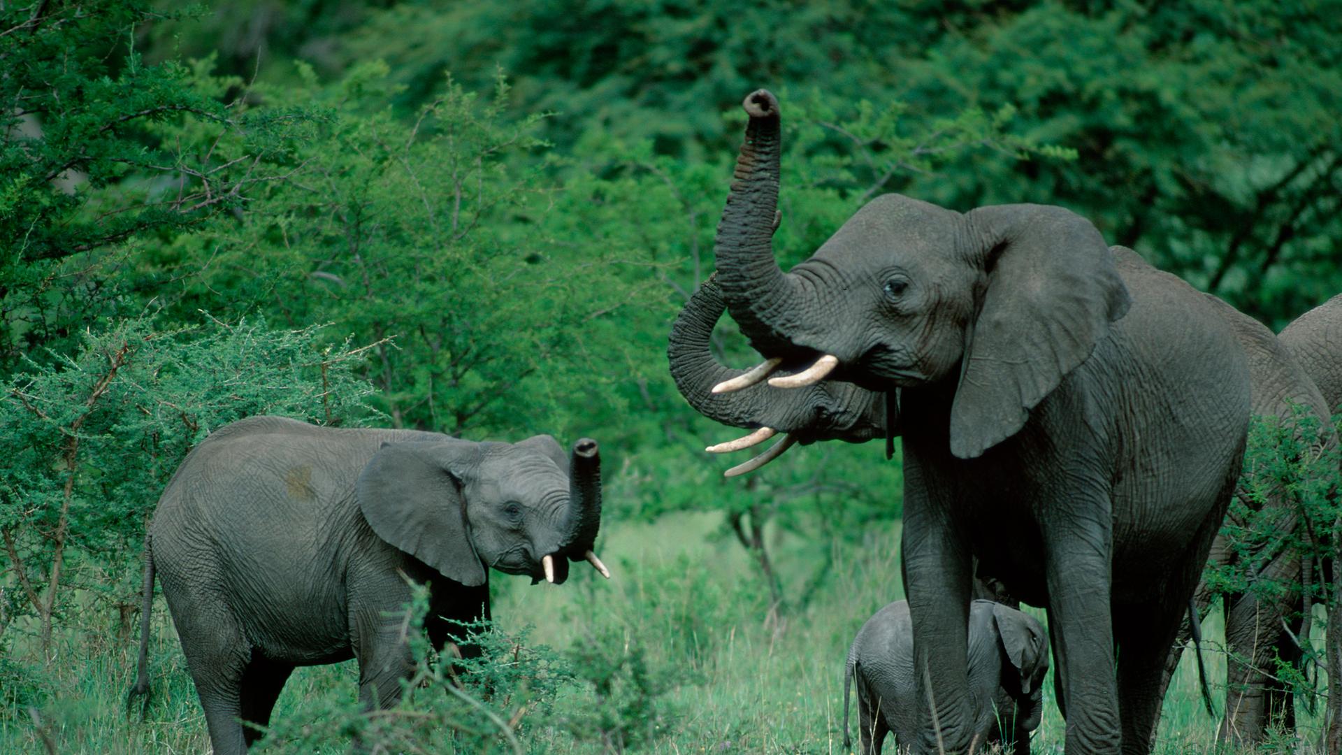 Drei afrikanische Elefanten im Serengeti-Nationalpark heben die Rüssel.