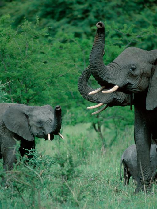 Drei afrikanische Elefanten im Serengeti-Nationalpark heben die Rüssel.