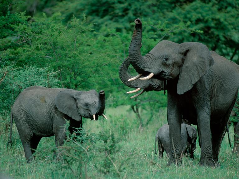 Drei afrikanische Elefanten im Serengeti-Nationalpark heben die Rüssel.