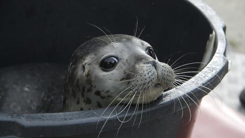 Ein junger Seehund, ein sogenannter Heuler, wartet am 10.07.2015 in der Seehundstation in Friedrichskoog (Schleswig-Holstein) auf seine Auswilderung. Foto: Wolfgang Runge/dpa (zu dpa Â«Erster Heuler der Saison vor Dithmarscher Küste ausgewildertÂ» vom 10.07.2015) ++