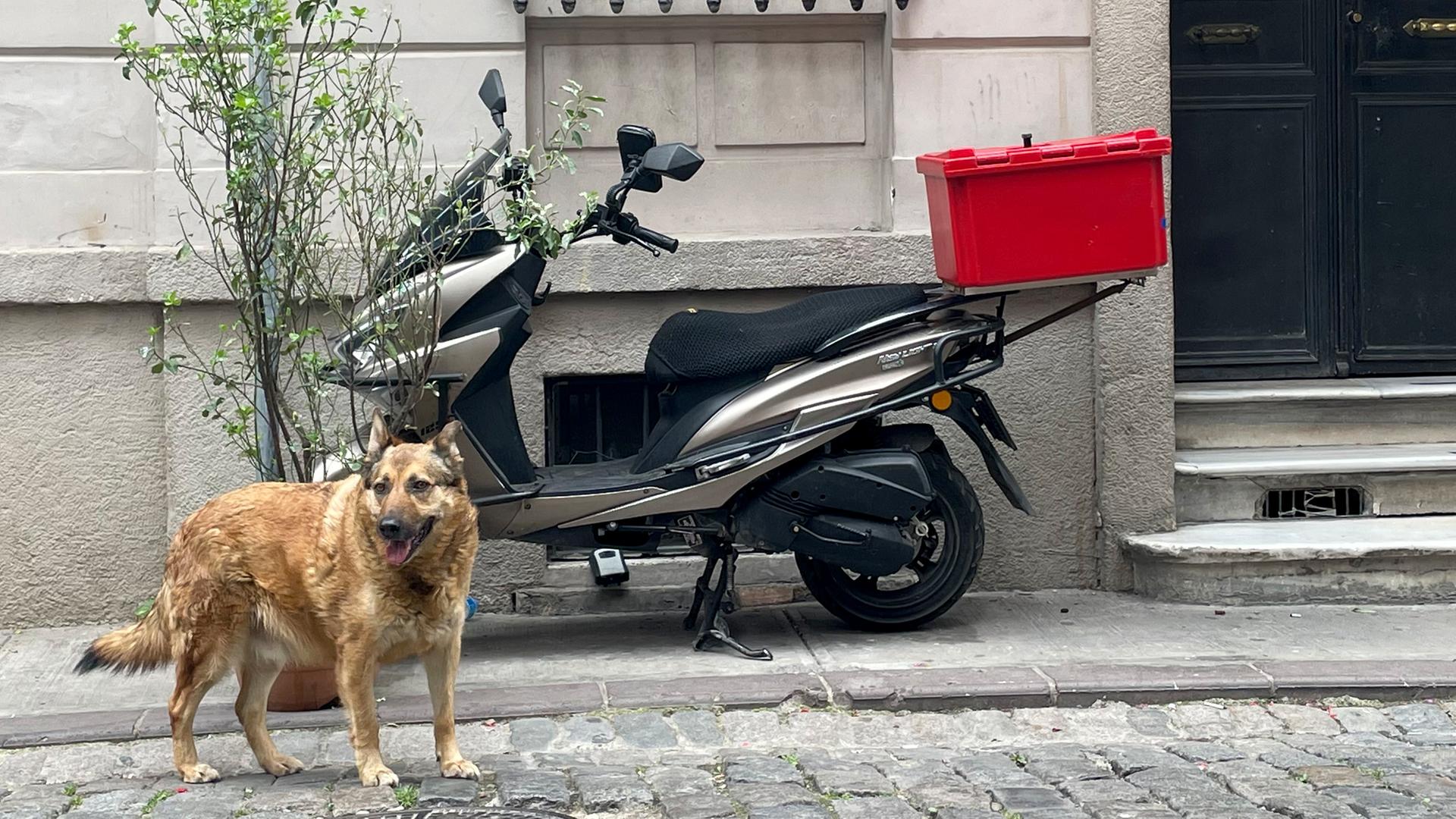 Ein Hund steht vor einer Häuserfront auf der Straße. Ein Motorroller ist dort geparkt. 