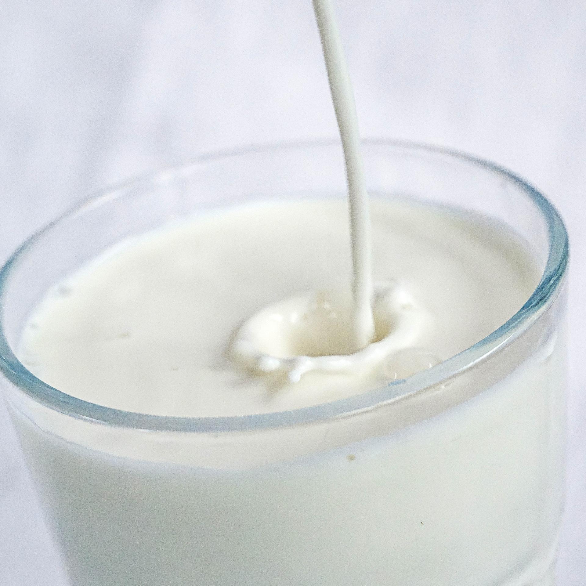 Labor statt Euter - Ein Freiburger Start-up stellt Kuhmilch aus Zellkulturen her