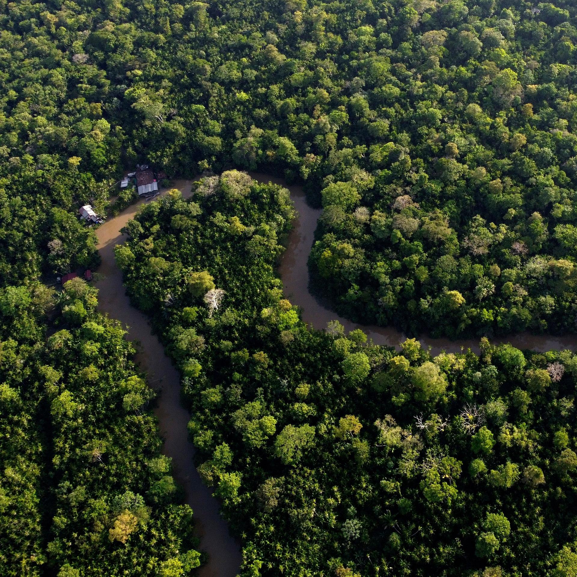 Tropenwälder: Ihre Rolle beim Klimaschutz und wie man ihren Schutz finanziert
