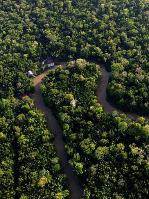 Eine Naturaufnahme aus der Vogelperspektive: Ein Fluss schlängelt sich durch einen Wald. Der Wald ist sehr dicht, es ist ein tropischer Regenwald.