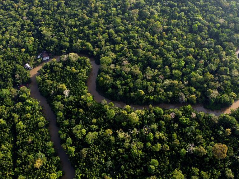 Eine Naturaufnahme aus der Vogelperspektive: Ein Fluss schlängelt sich durch einen Wald. Der Wald ist sehr dicht, es ist ein tropischer Regenwald.