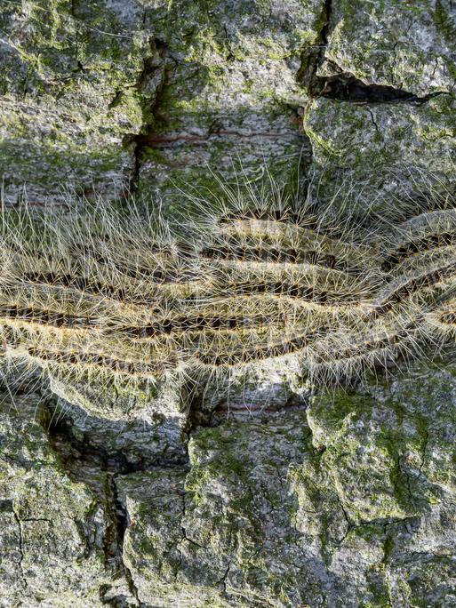 Raupen des Eichenprozessionsspinners (Thaumetopoea processionea) drängen sich dicht an dicht auf der Baumrinde einer Eiche. Raupen des Eichenprozessionsspinners (Thaumetopoea processionea) drängen sich dicht an dicht auf der Baumrinde einer Eiche.