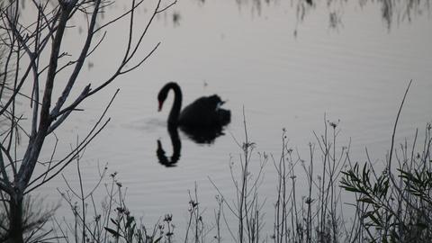 Ein schwarzer Schwan, der auf einem See schwimmt und sich in der Wasseroberfläche spiegelt.