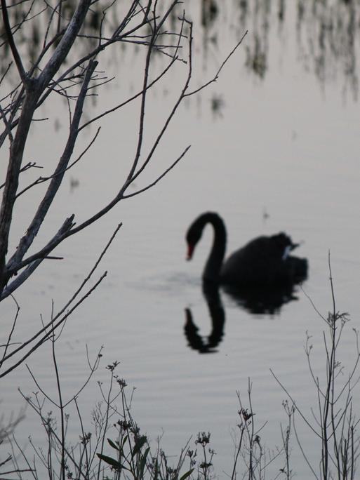 Ein schwarzer Schwan, der auf einem See schwimmt und sich in der Wasseroberfläche spiegelt.