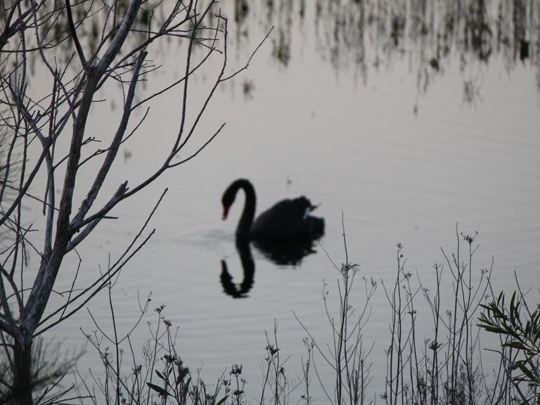 Ein schwarzer Schwan, der auf einem See schwimmt und sich in der Wasseroberfläche spiegelt.