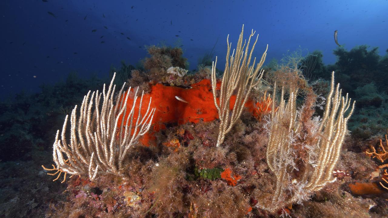 Weiße Gorgonien (Eunicella singularis) entfalten sich vor tiefblauem Unterwasserhintergrund im Mittelmeer bei Hyères, Tauchplatz Halbinsel Giens, Provence Alpes Côte d'Azur, Frankreich