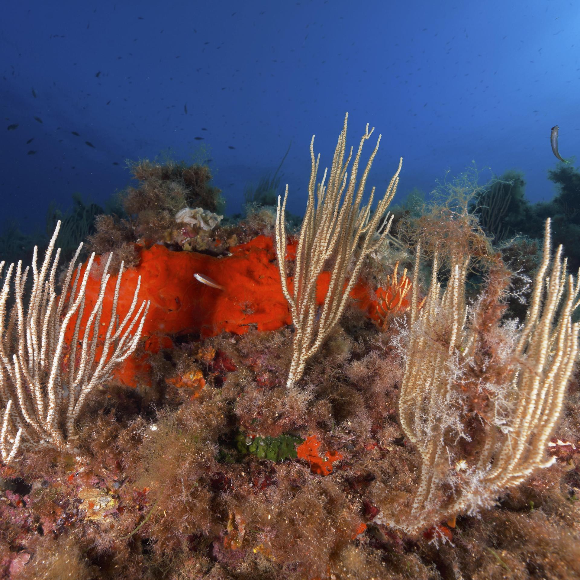 Ocean Science Meeting: Wie marine Hitzewellen Ökosysteme und Menschen belasten