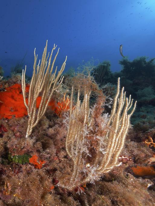 Weiße Gorgonien (Eunicella singularis) entfalten sich vor tiefblauem Unterwasserhintergrund im Mittelmeer bei Hyères, Tauchplatz Halbinsel Giens, Provence Alpes Côte d'Azur, Frankreich