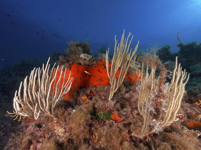 Weiße Gorgonien (Eunicella singularis) entfalten sich vor tiefblauem Unterwasserhintergrund im Mittelmeer bei Hyères, Tauchplatz Halbinsel Giens, Provence Alpes Côte d'Azur, Frankreich