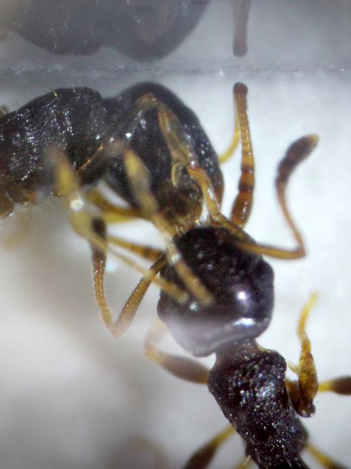 Zwei amerikanische "Sklavenhalter-Ameisen", aufgenommen durch ein Mikroskop bei der gegenseitigen Fütterung im Institut für Zoologie der Johannes Gutenberg Universität in Mainz