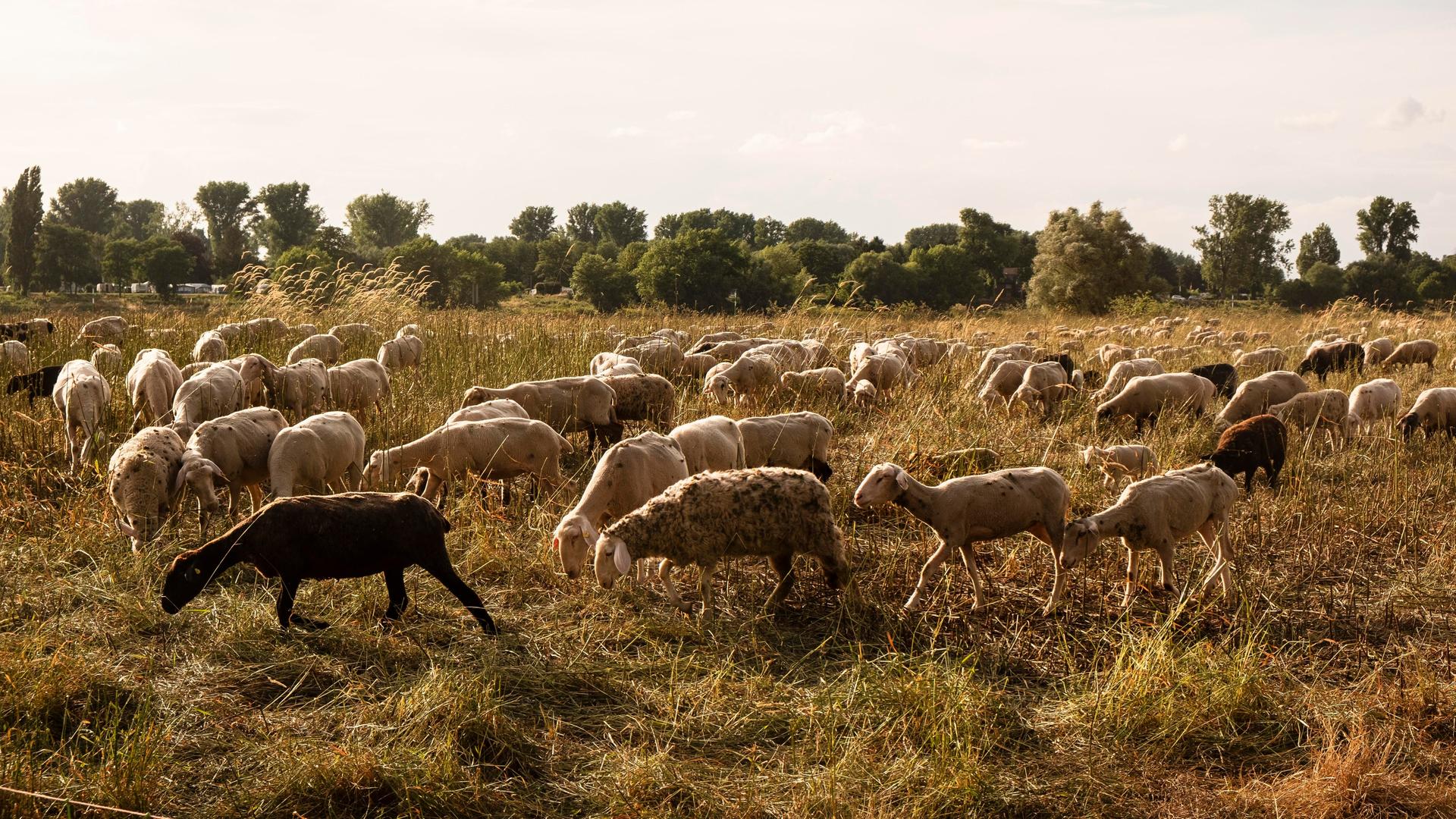 "Rainbow Wool": Dieser Schäfer rettet schwule Schafe