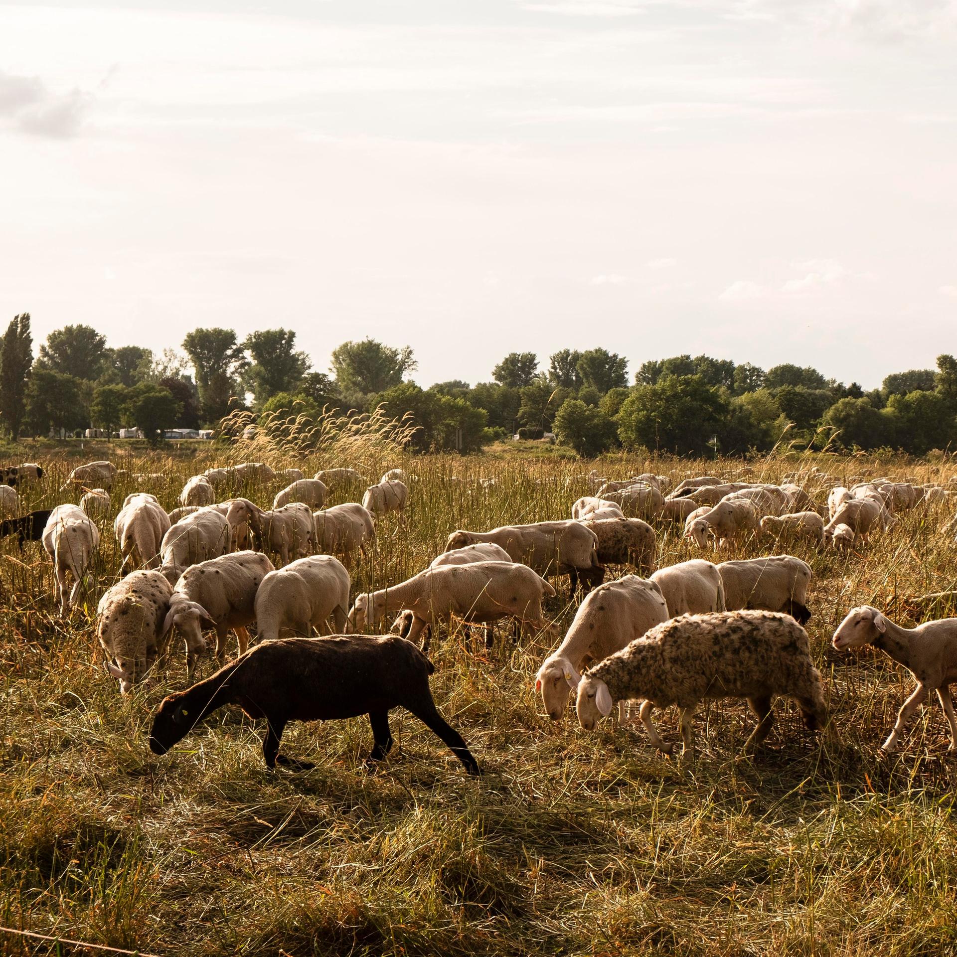 Schwule Schafe - Warum New York einen deutschen Schäfer feiert