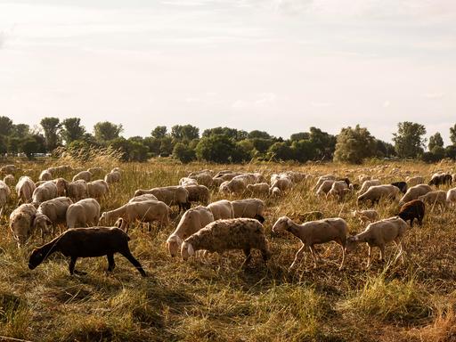 Schaafherde auf einer Wiese im Abendlicht