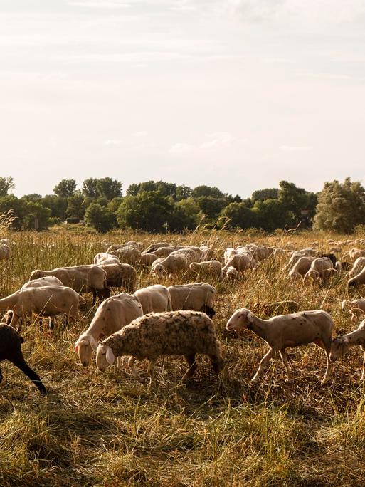 Schaafherde auf einer Wiese im Abendlicht