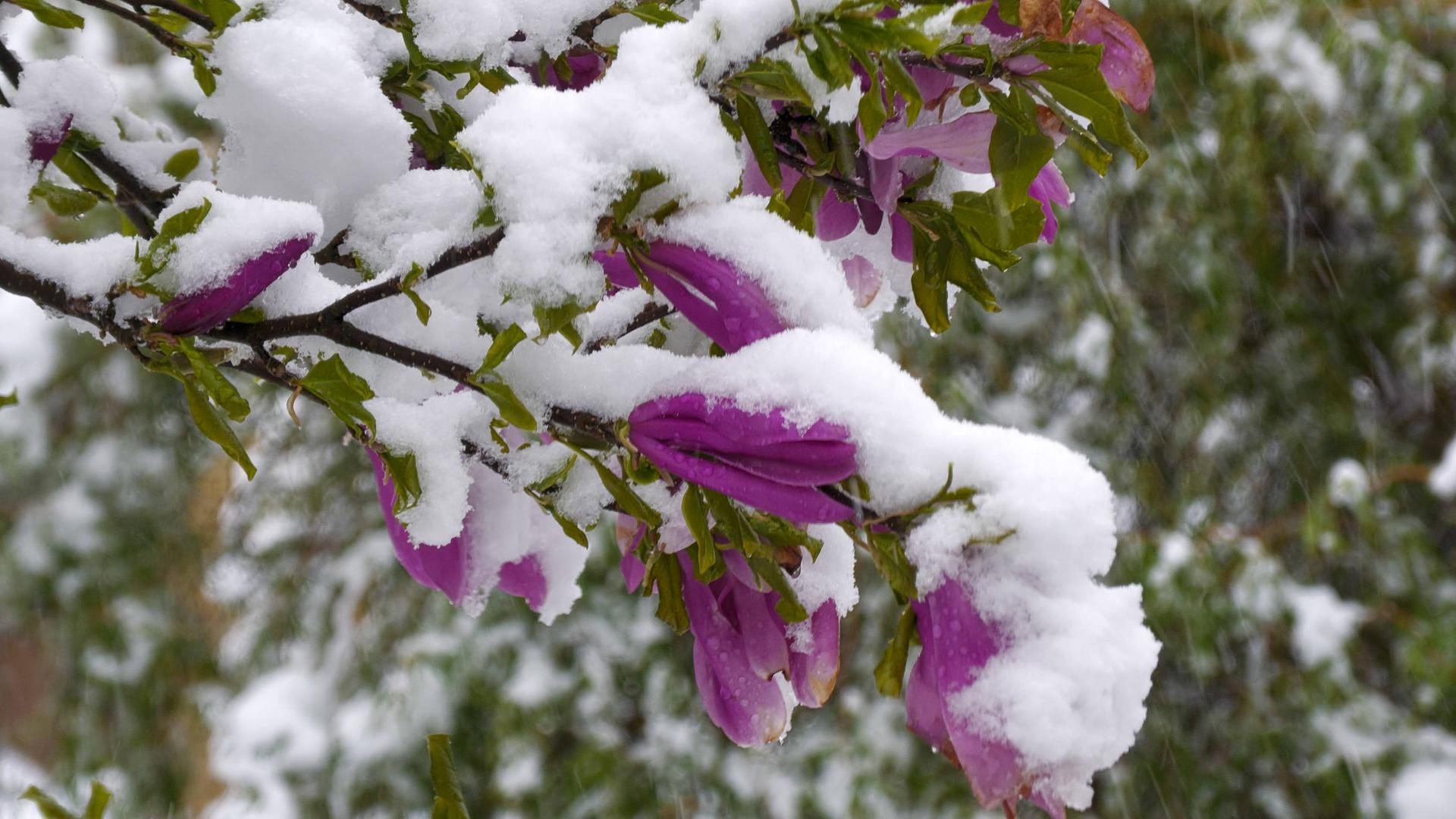 Magnolien-Blüten sind mit Schnee bedeckt. 