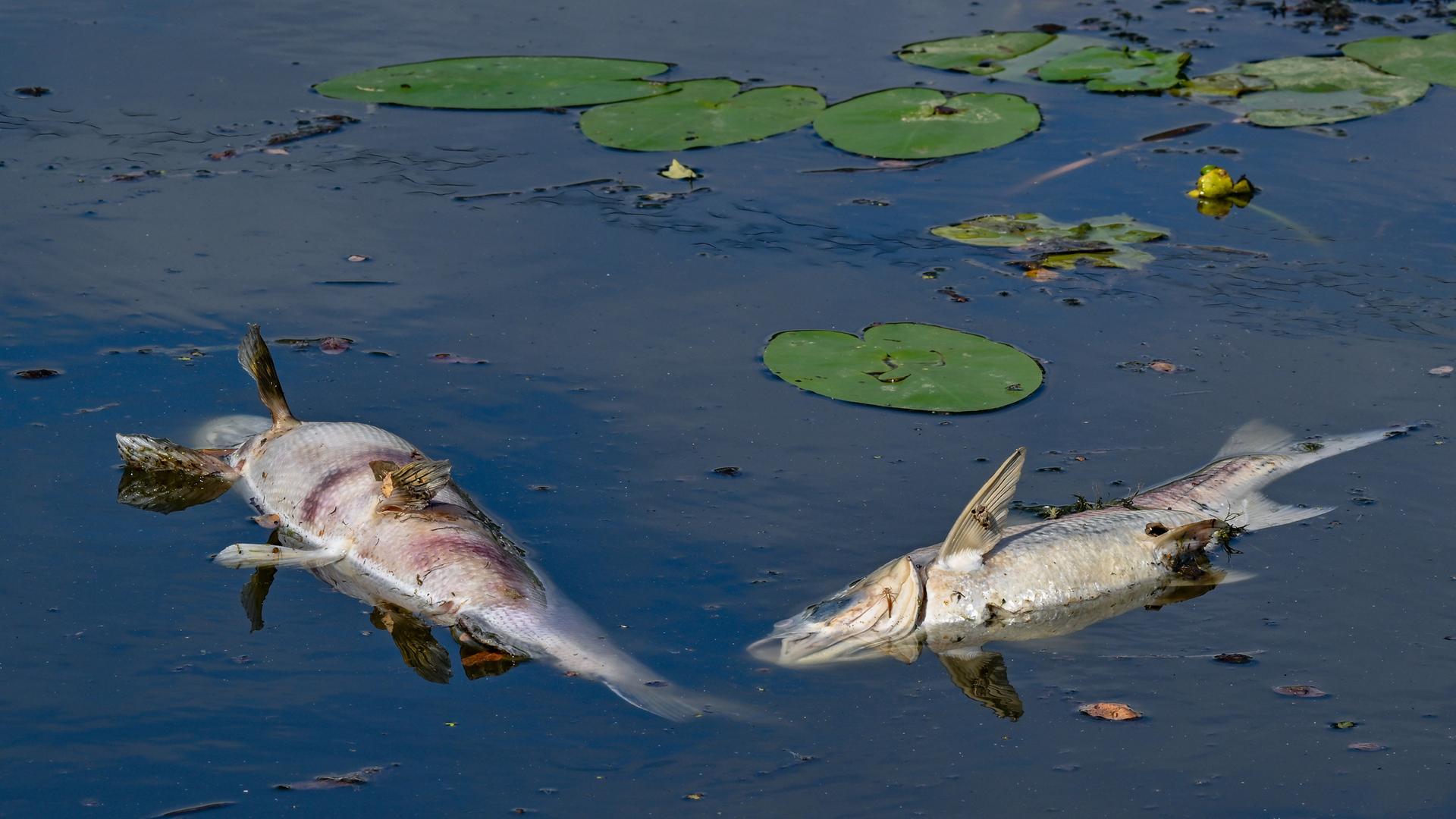 Zwei grosse tote Fische von etwa 50 Zentimetern Länge treiben an der Wasseroberfläche in einem Nebenarm des deutsch-polnischen Grenzflusses Oder im Sommer 2024. 