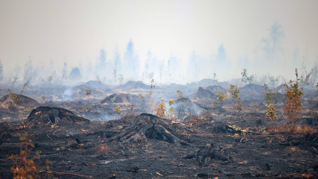 Blick auf verbrannte Baumstämme und verbrannten Waldboden. Weite Teile des Hohen Venn in Grenznähe zu Deutschland sind den Flammen zum Opfer gefallen.