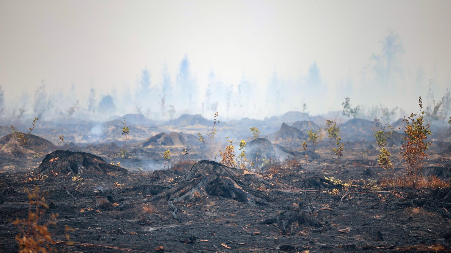 Blick auf verbrannte Baumstämme und verbrannten Waldboden. Weite Teile des Hohen Venn in Grenznähe zu Deutschland sind den Flammen zum Opfer gefallen. Blick auf verbrannte Baumstämme und verbrannten Waldboden. Weite Teile des Hohen Venn in Grenznähe zu Deutschland sind den Flammen zum Opfer gefallen.
