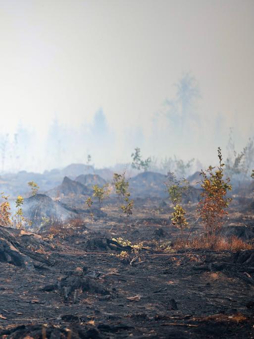 Blick auf verbrannte Baumstämme und verbrannten Waldboden. Weite Teile des Hohen Venn in Grenznähe zu Deutschland sind den Flammen zum Opfer gefallen.