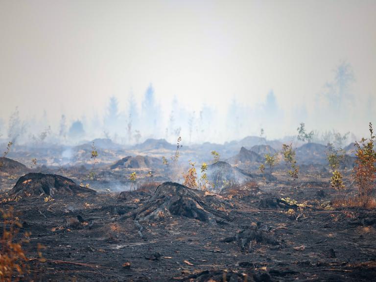 Blick auf verbrannte Baumstämme und verbrannten Waldboden. Weite Teile des Hohen Venn in Grenznähe zu Deutschland sind den Flammen zum Opfer gefallen.