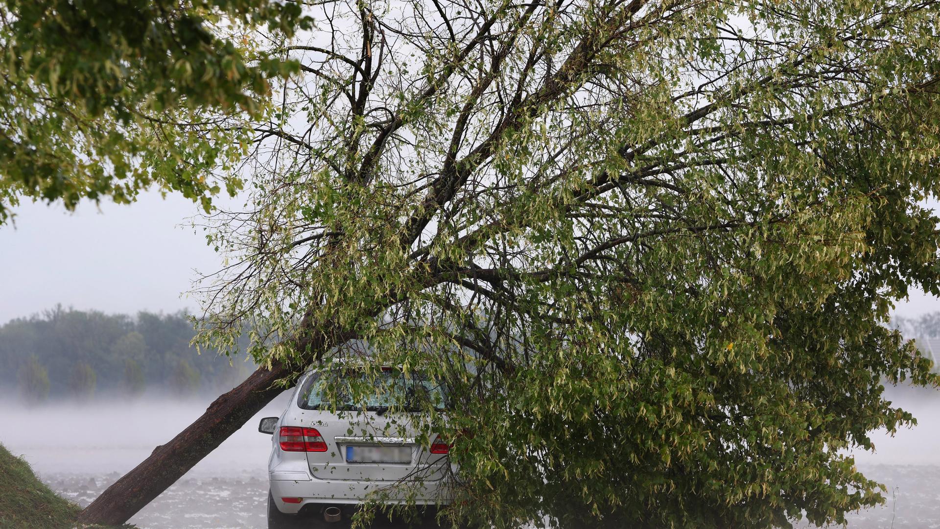 Ein vom Sturm entwurzelter Baum liegt auf einem Autodach. Ein vom Sturm entwurzelter Baum liegt auf einem Autodach.