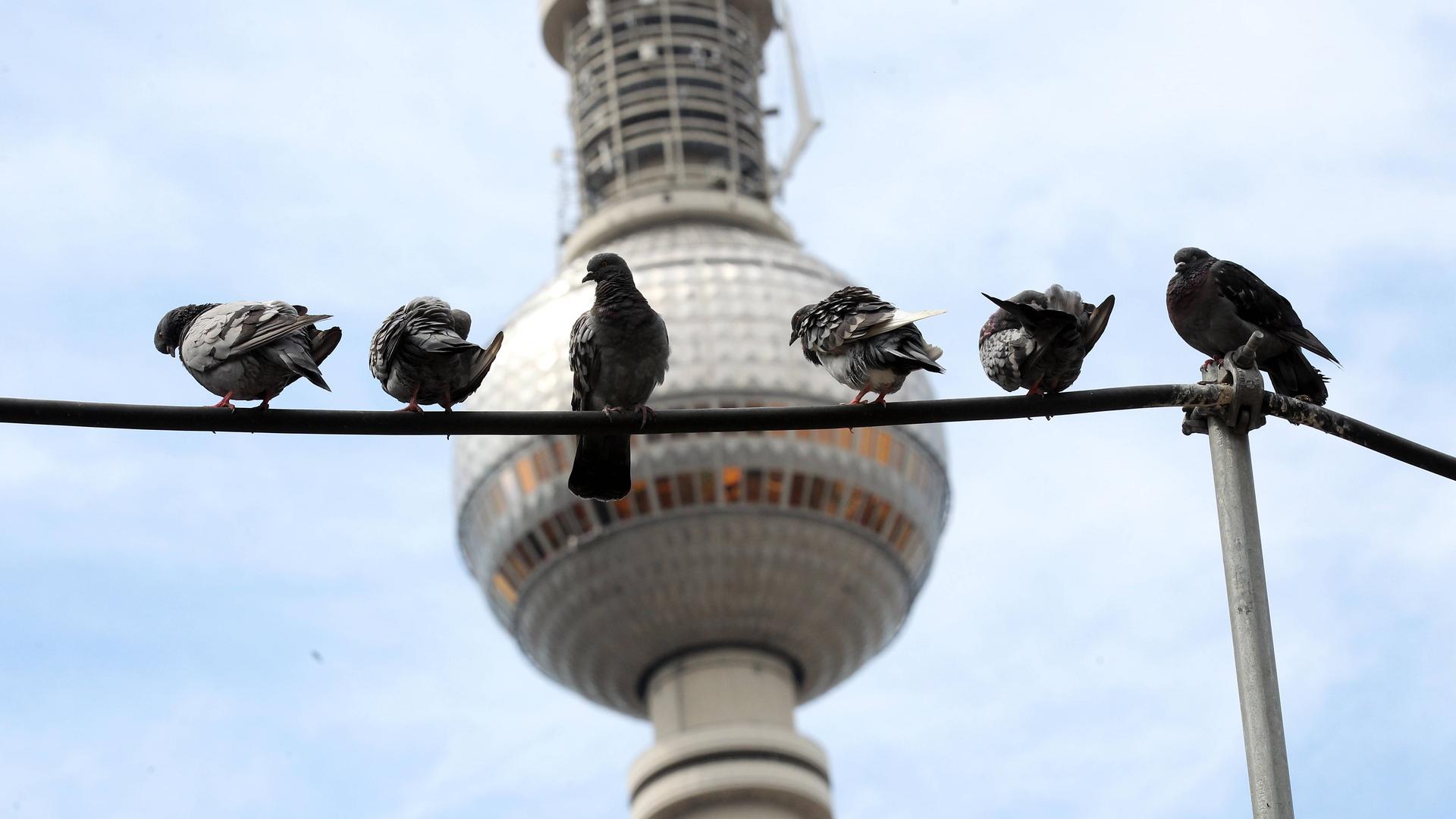 Mehrere Tauben sitzen auf einer Leitung, im Hintergrund die Kugel des Berliner Fernsehturms