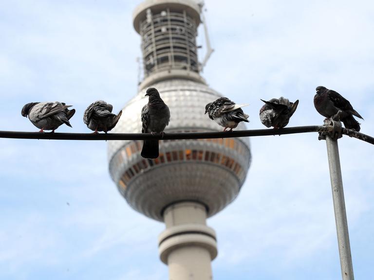 Mehrere Tauben sitzen auf einer Leitung, im Hintergrund die Kugel des Berliner Fernsehturms