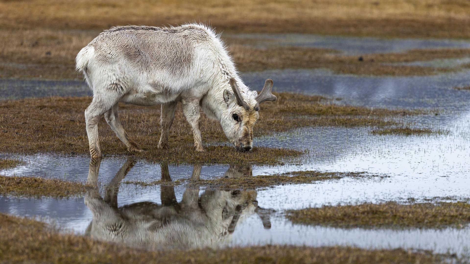 Ein weißes Rentier trinkt aus einer Wasserlache. Ein weißes Rentier trinkt aus einer Wasserlache.