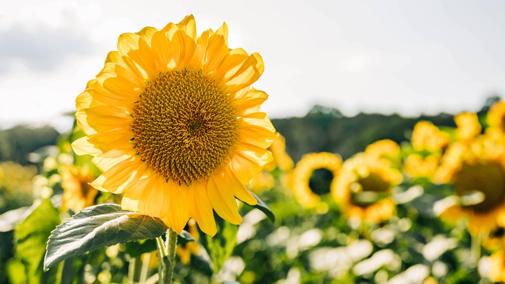 Eine Sonnenblume in einem Sonnenblumenfeld vor blauem Himmel.