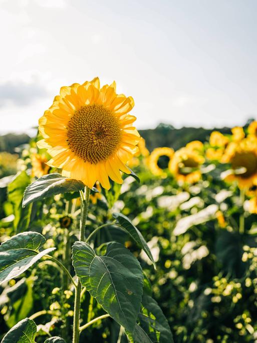 Eine Sonnenblume in einem Sonnenblumenfeld vor blauem Himmel.