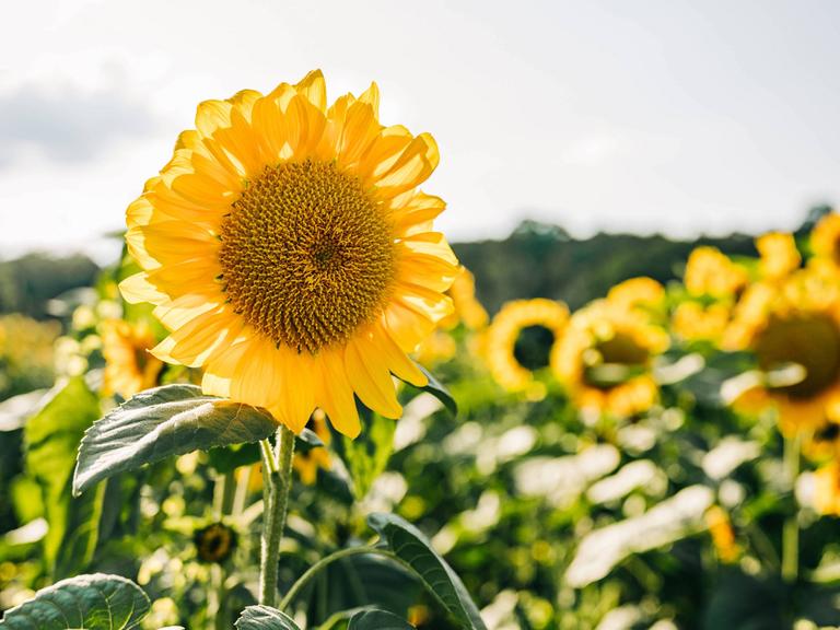 Eine Sonnenblume in einem Sonnenblumenfeld vor blauem Himmel.