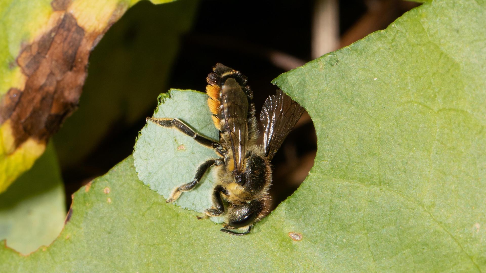 Eine Garten-Blattschneiderbiene schneidet an einem grünen Blatt ein rundes Stück heraus. Eine Garten-Blattschneiderbiene schneidet an einem grünen Blatt ein rundes Stück heraus.