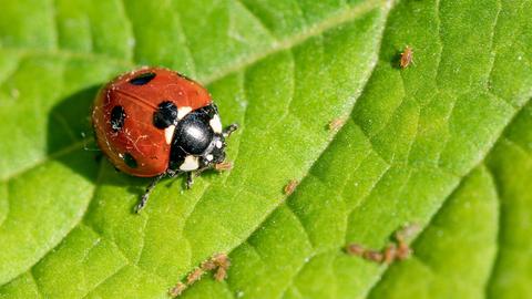Ein Siebenpunkt-Marienkäfer (Coccinella septempunctata) frisst Blattläuse 