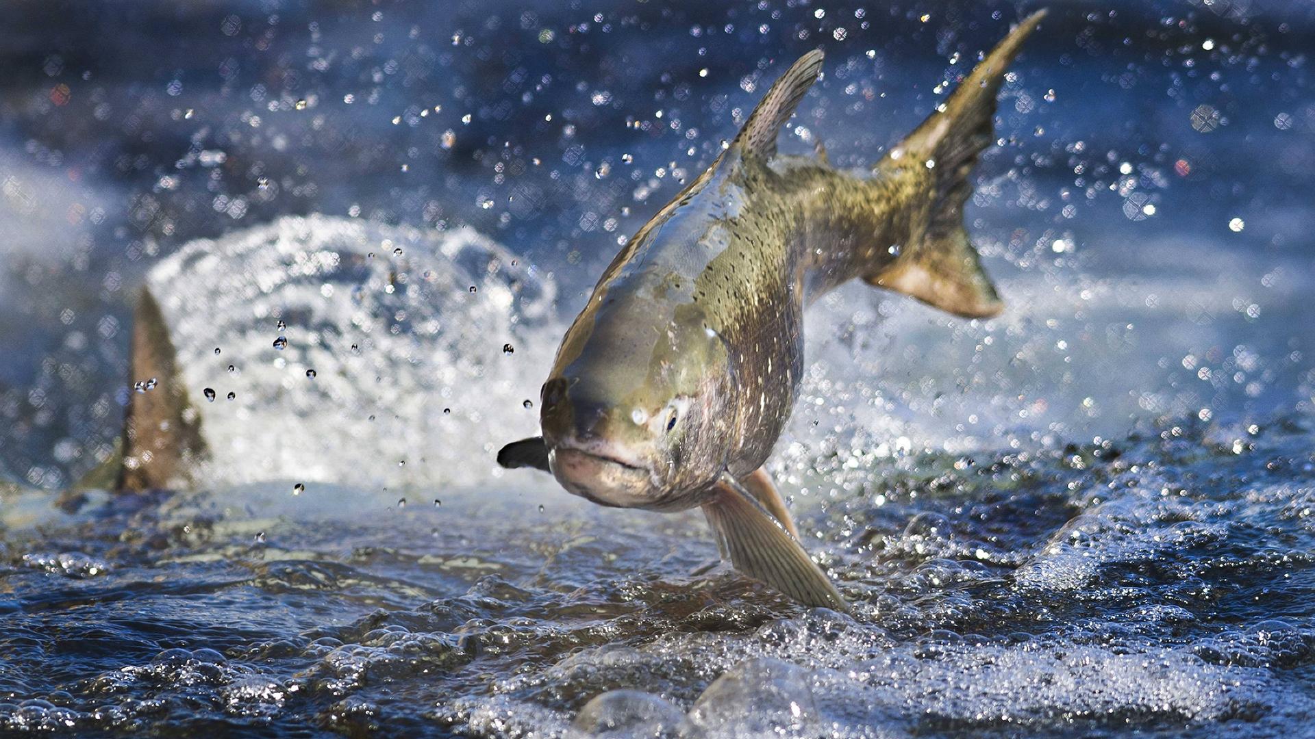 Ein Lachs im American River bei Rancho Cordovy Ein Lachs im American River bei Rancho Cordovy