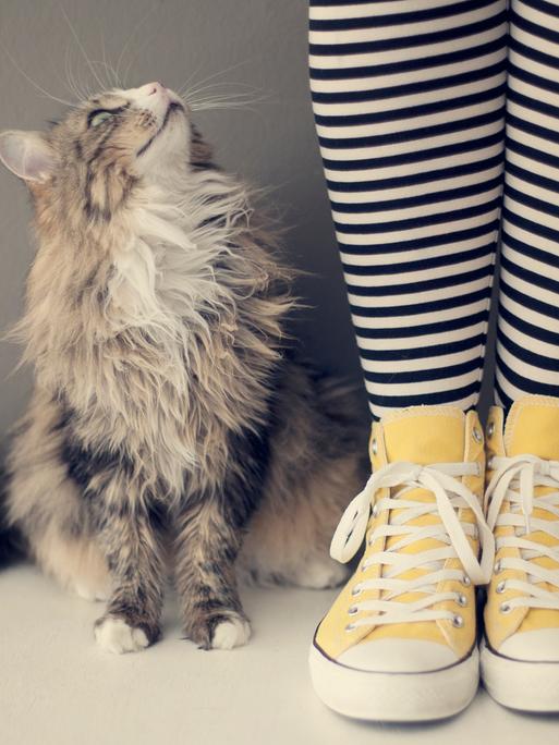 Menschliche Beine in geringelten Socken und gelben Turnschuhen. Daneben sitzt eine Katze und schaut zu dem Menschen auf. Es wirkt, als würden sie sich unterhalten.