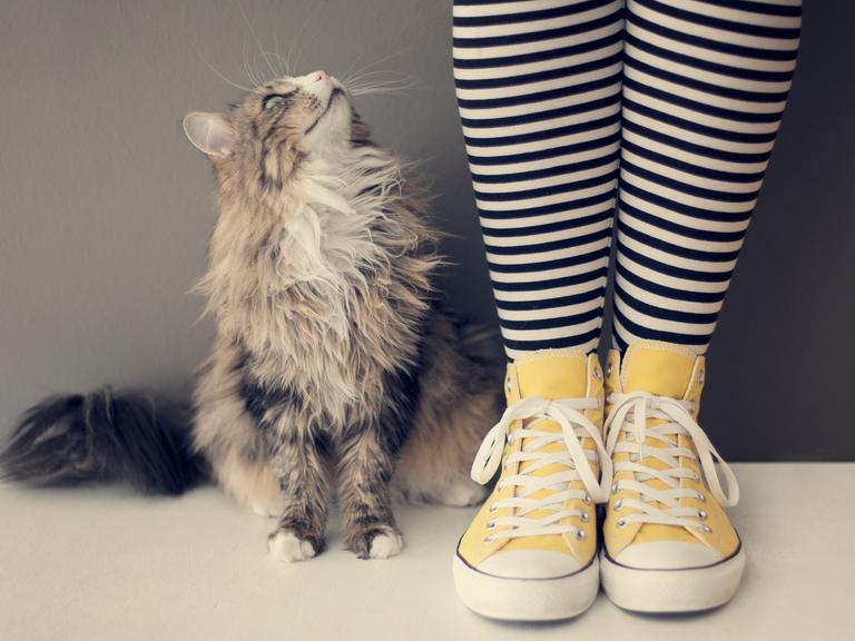 Menschliche Beine in geringelten Socken und gelben Turnschuhen. Daneben sitzt eine Katze und schaut zu dem Menschen auf. Es wirkt, als würden sie sich unterhalten.