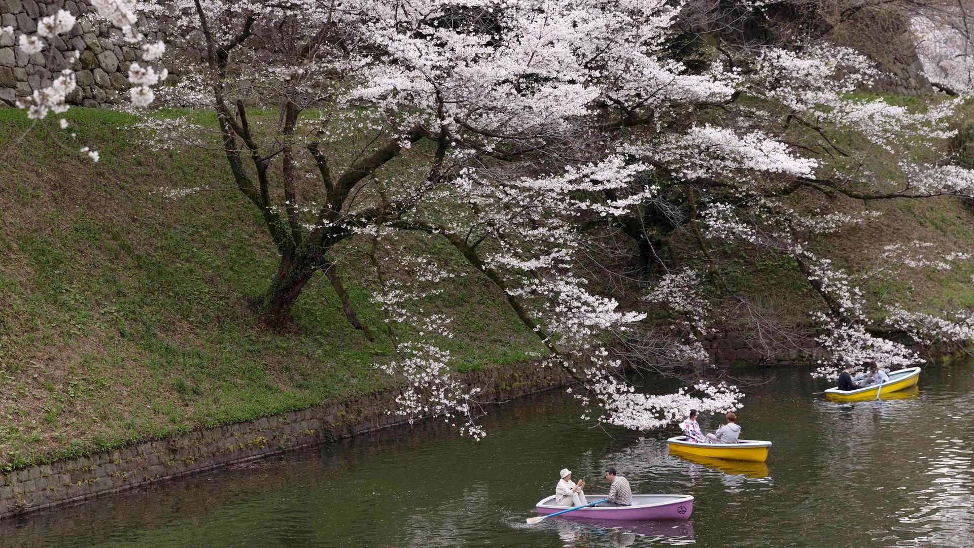 Touristen in kleinen Booten genießen die blühenden Sakura-Blüten in Tokio, 4. April 2024. 