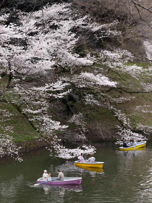 Touristen in kleinen Booten genießen die blühenden Sakura-Blüten in Tokio, 4. April 2024. 