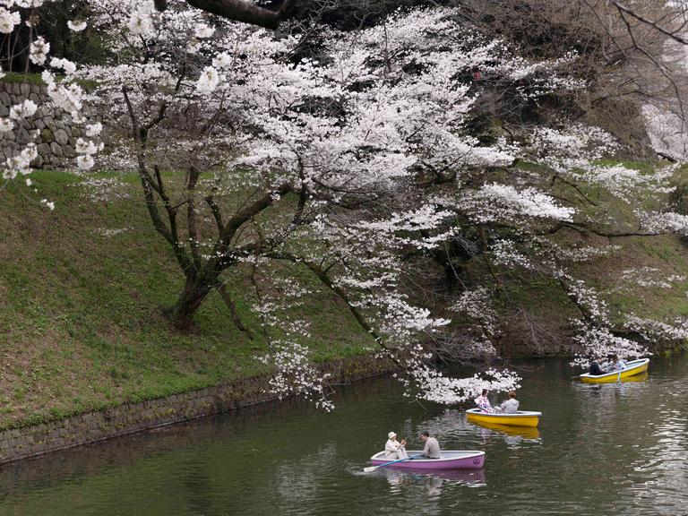 Touristen in kleinen Booten genießen die blühenden Sakura-Blüten in Tokio, 4. April 2024. 